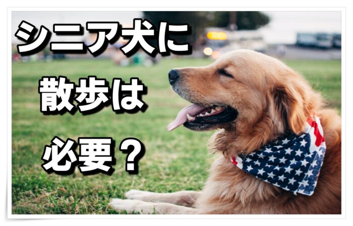 シニア犬に散歩は必要 散歩のポイントと注意点を徹底解説 ラブリーのいるお家 シニア犬に散歩は必要 散歩のポイントと注意点を徹底解説 ラブリーのいるお家